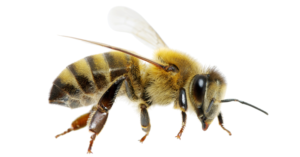 A honey bee worker in side profile, showing its banded abdomen and folded wings