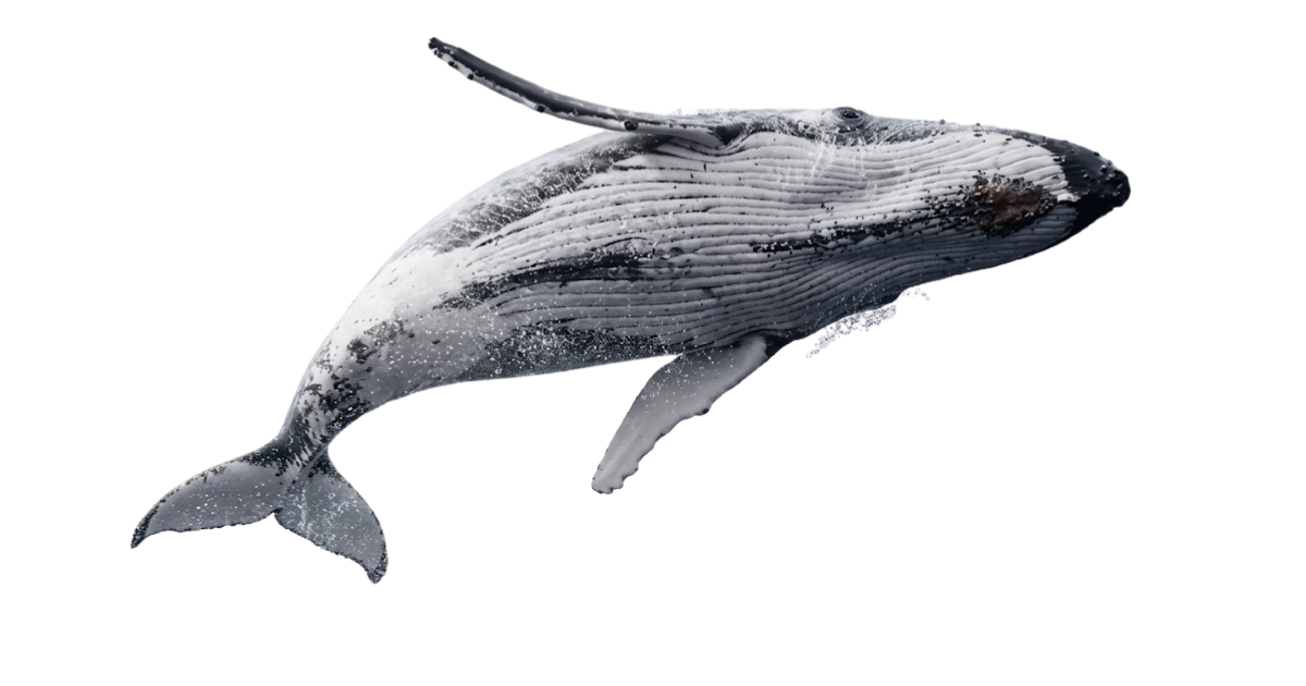 Humpback whale breaching