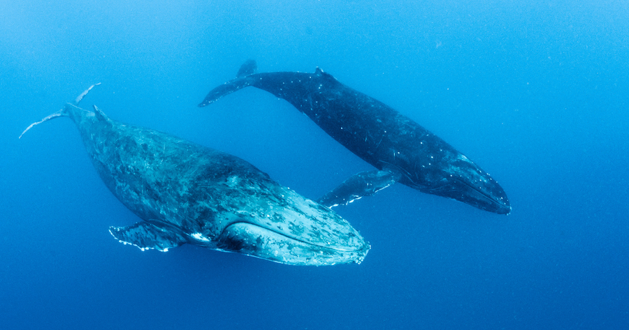 mother and cal humpback whales swimmig underwater