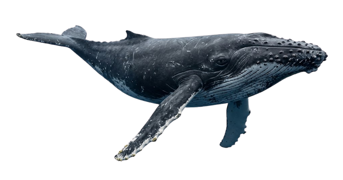 Humpback whale, Megaptera novaeangliae