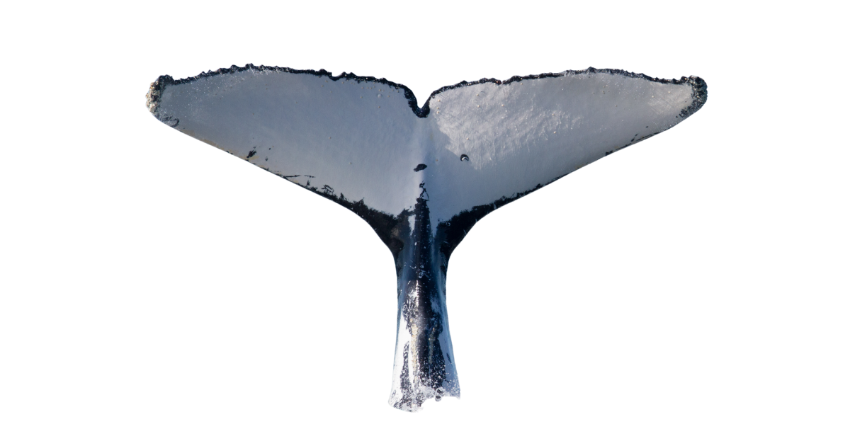 Humpback whale tail fluke