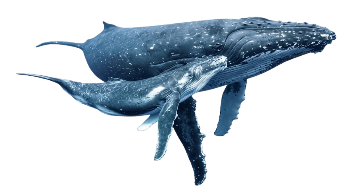Humpback whale mother with calf