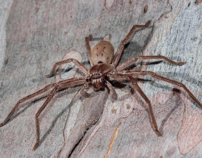 A broad, brown huntsman spider flattened against the rough bark of a tree trunk.