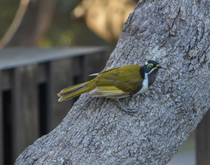 a juvenile blue faced honey eater perched to a tree trunk