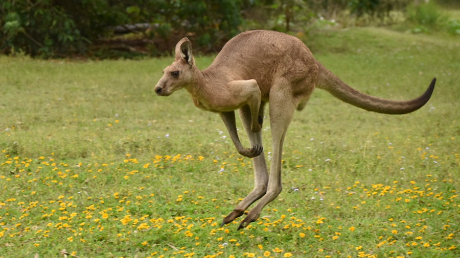 an australia kangaroo jumping in coombabah