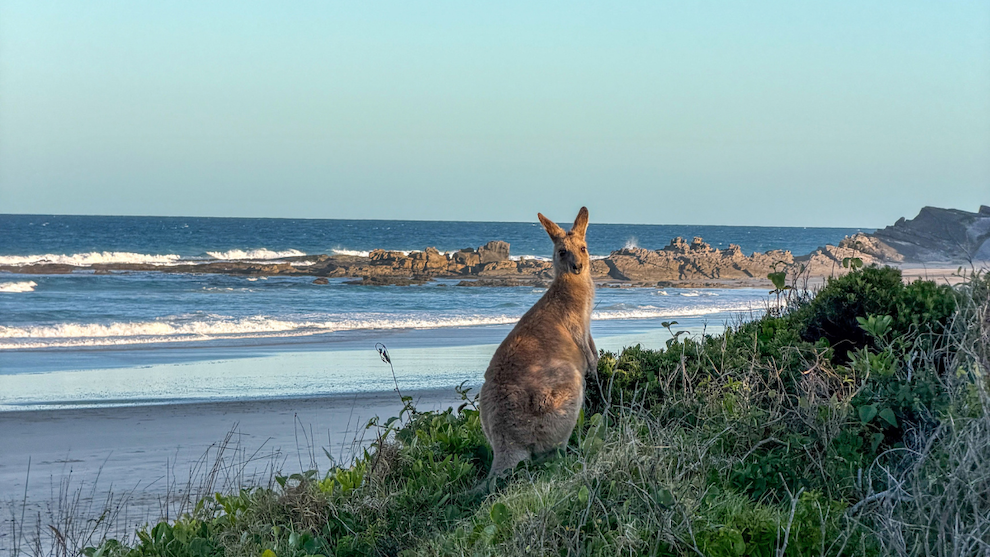 Kangaroo sitting on a grassy coastal dune overlooking the ocean and rocky beach at Red Cliff.
