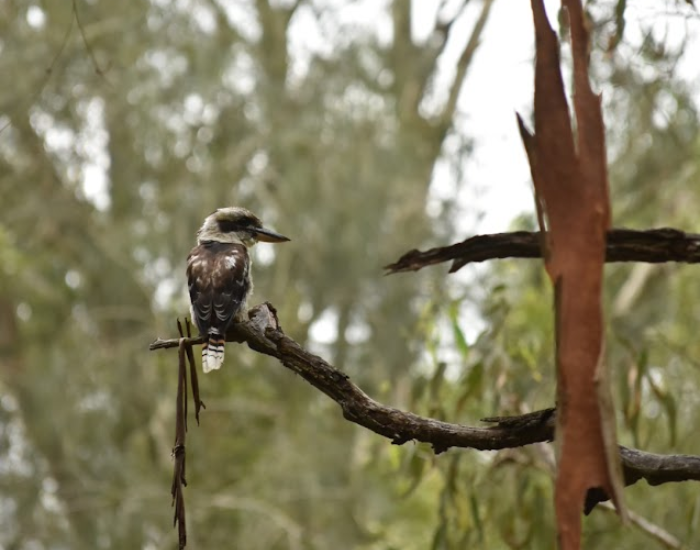 Kookaburra perched on a bare tree branch in a natural woodland setting.