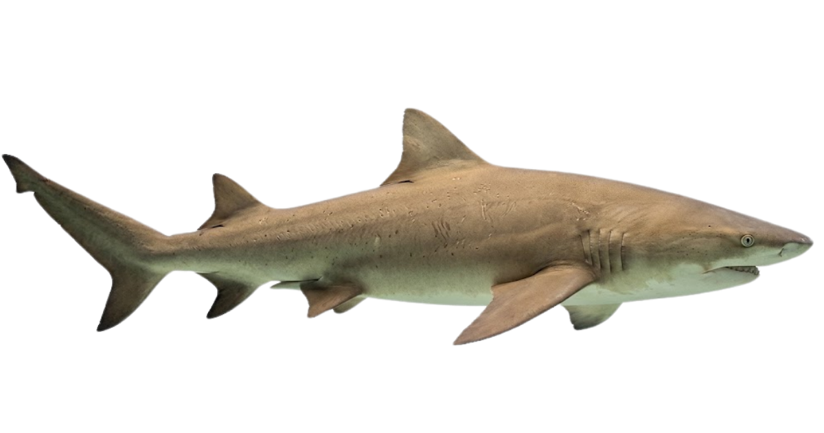 A lemon shark in side profile, yellowish-brown body and two similar dorsal fins