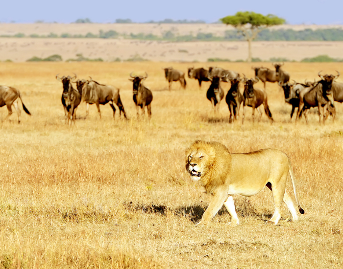 A male lion walking through golden savanna grass with a herd of wildebeest watching from the background