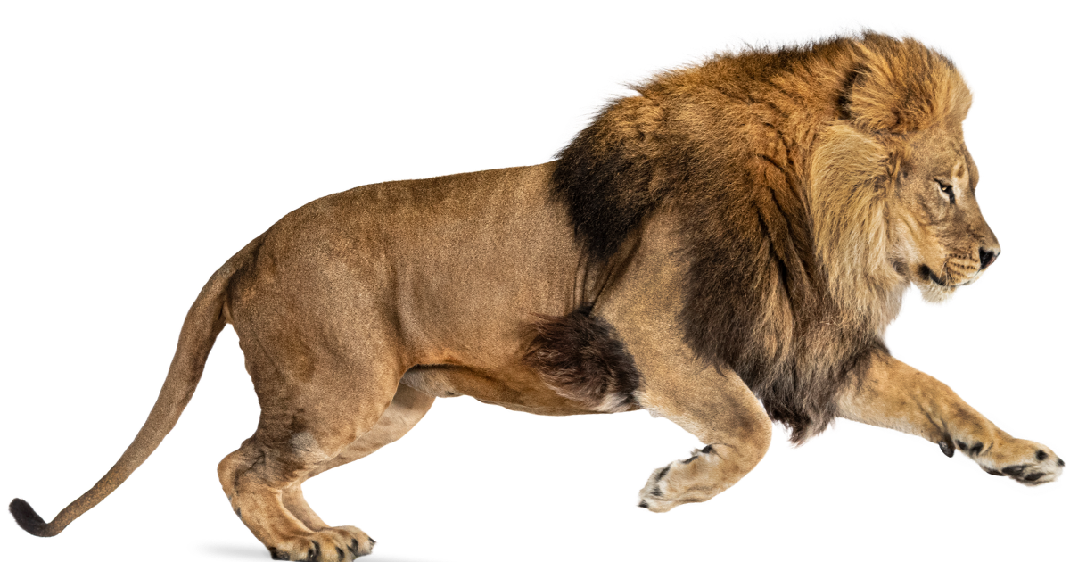 A african lion at full speed, side view