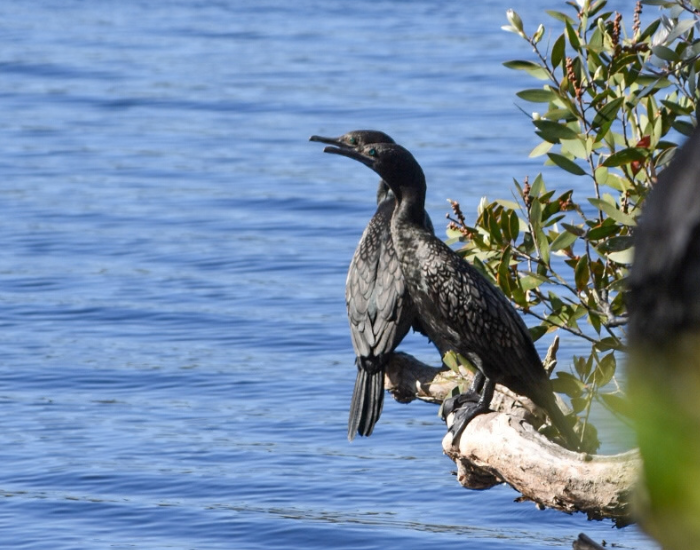 two Little black cormorant perching on a branch above the water.