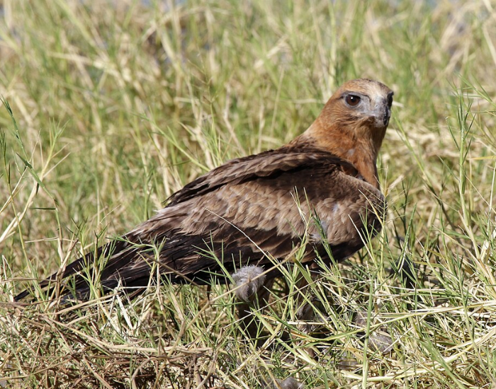 Light-morph Little Eagle perched in dry grassland, showing light brown plumage and dark wing feathers.