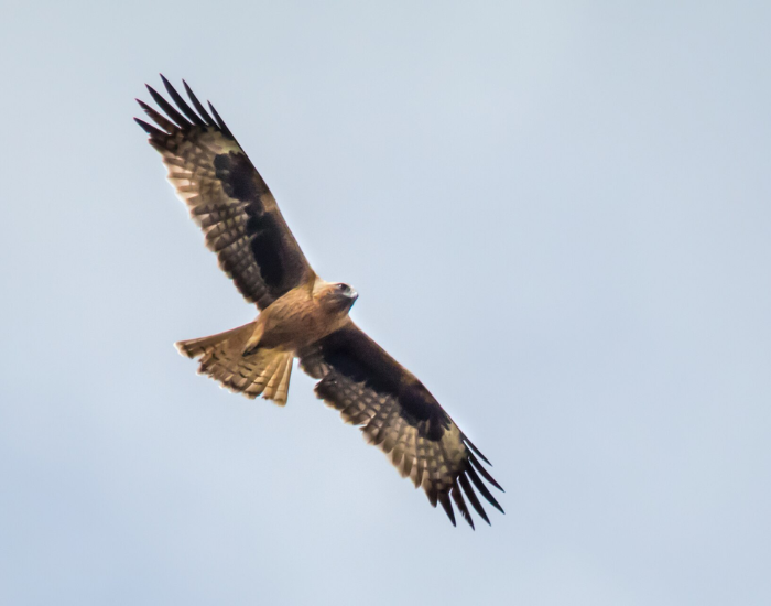 little eagle flying
