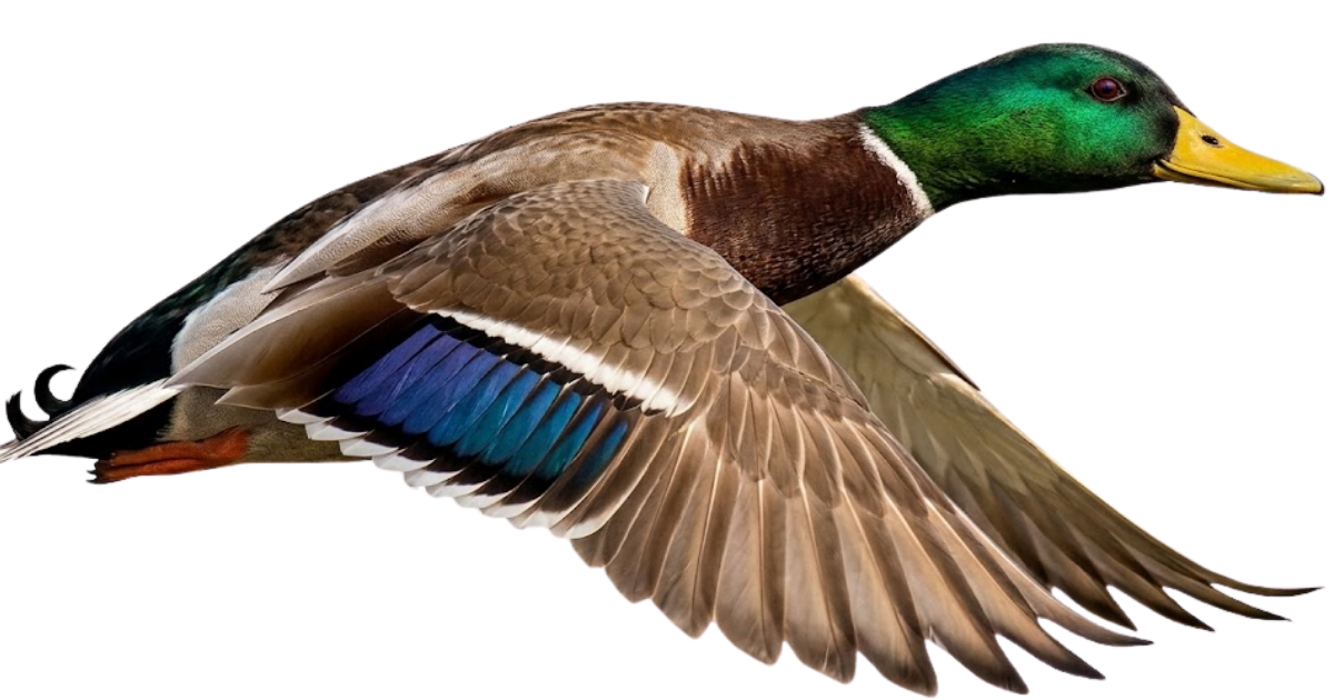 A mallard at full speed, side view