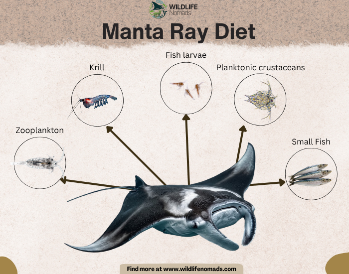 an infographicdiagram showing the main food sources and diet of manta rays