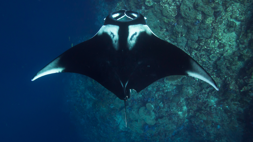 Symmetrical view of a manta ray with distinctive white shoulder markings gliding over a coral reef.