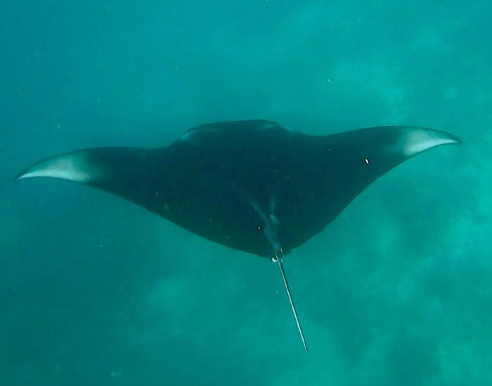 underwater manta in komodo
