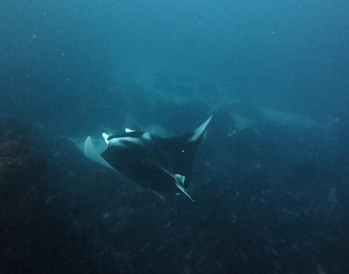 manta ray swimming
