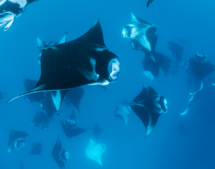 Group of Manta Rays swimming in the ocean