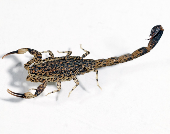 A marbled scorpion with a mottled, patterned body and raised stinger on a plain white surface.