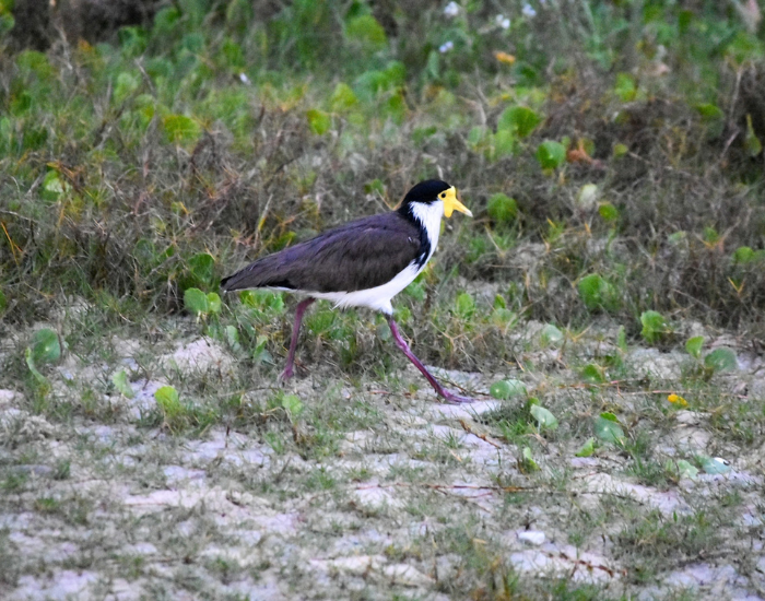A masked lapwing standing on open grassy ground.