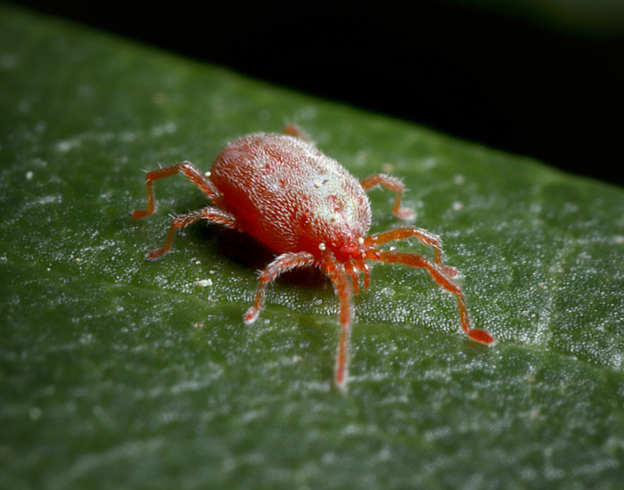 Close-up shot of a bright red velvet mite crawling on the surface of a green leaf.
