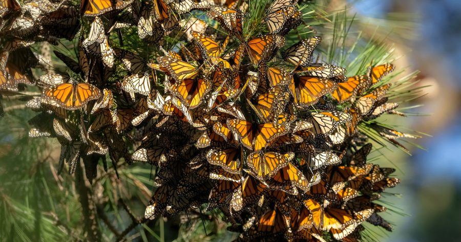Thousands of monarch butterflies clustered on oyamel fir branches at the end of the migration of monarch butterflies