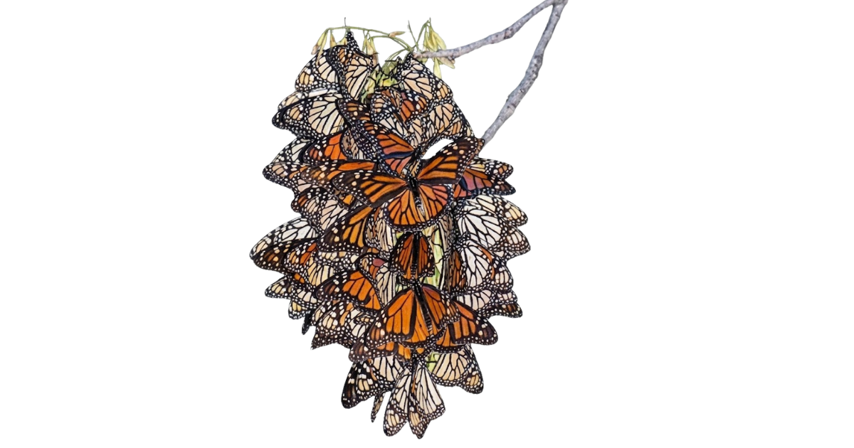 Monarch butterflies clustered on a branch