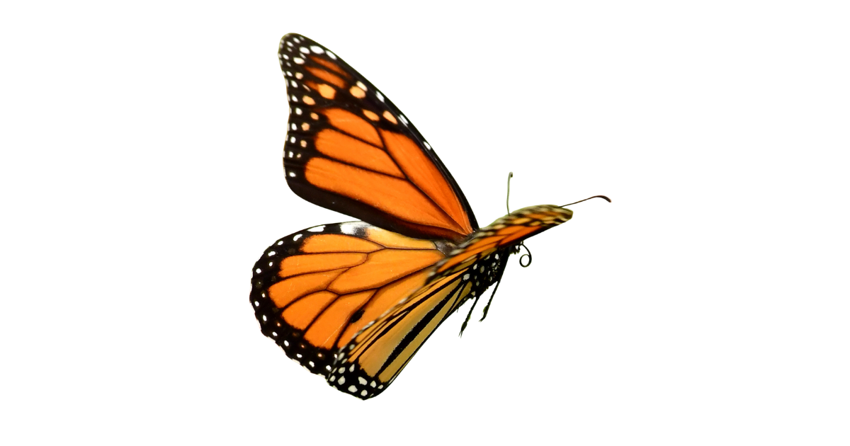 Monarch butterfly in flight, seen from the side
