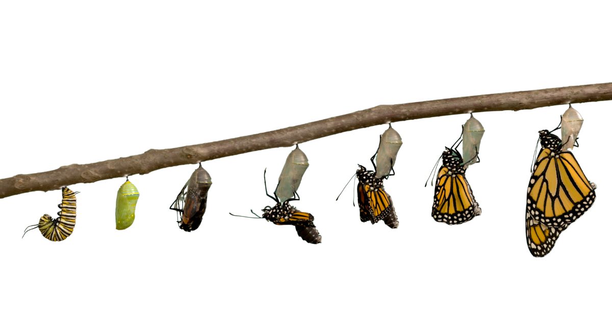Monarch life cycle from egg and caterpillar to chrysalis and adult butterfly