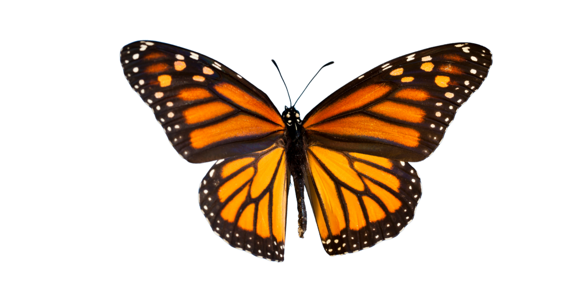 Monarch butterfly with wings open, Danaus plexippus
