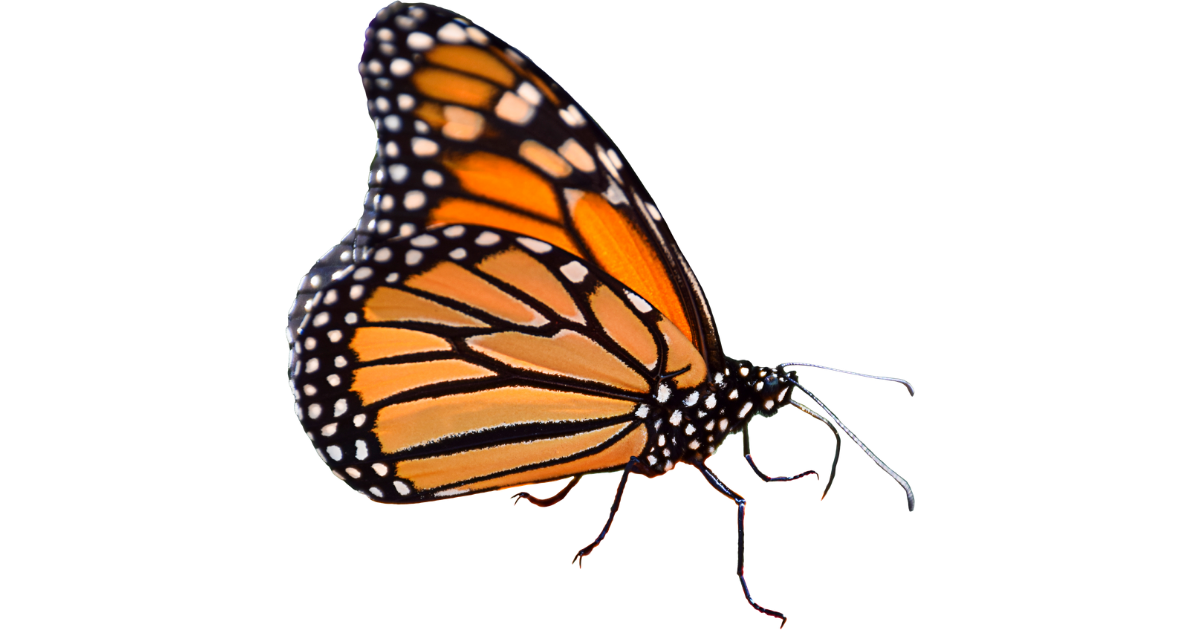 A monarch butterfly with wings spread, showing the orange and black pattern