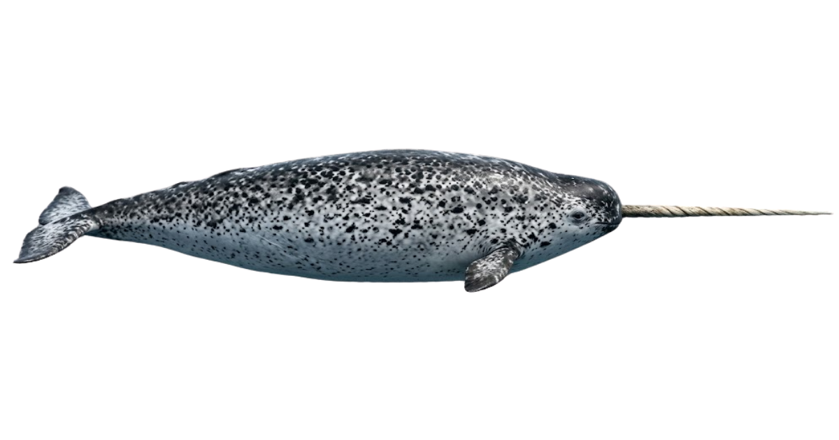 A narwhal in side profile, its long spiralled tusk pointing forward