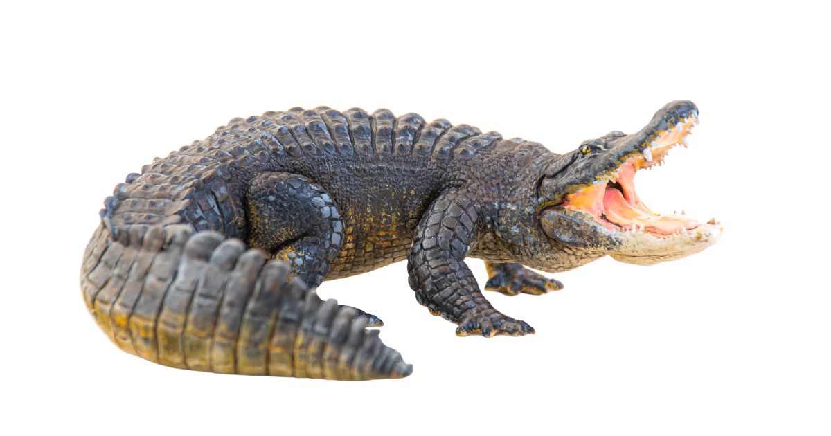 Nile crocodile