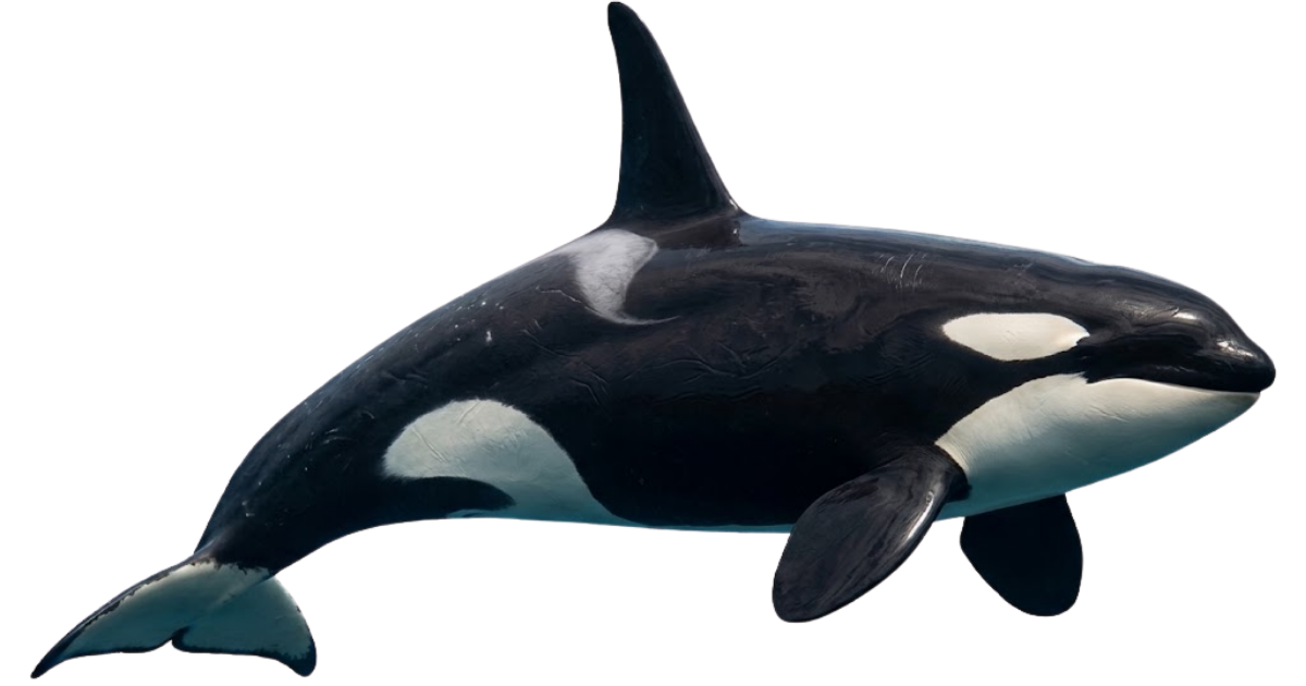 An orca in side profile, black and white markings and tall dorsal fin
