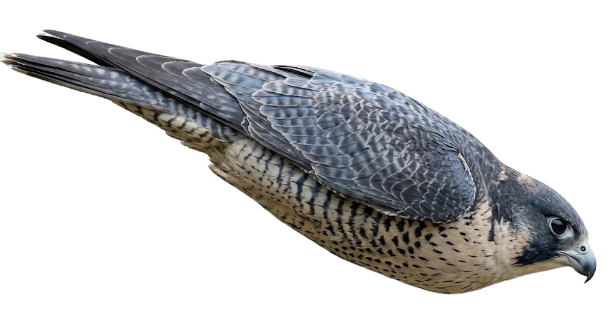 A diving peregrine falcon, a sprinting cheetah and a sailfish racing