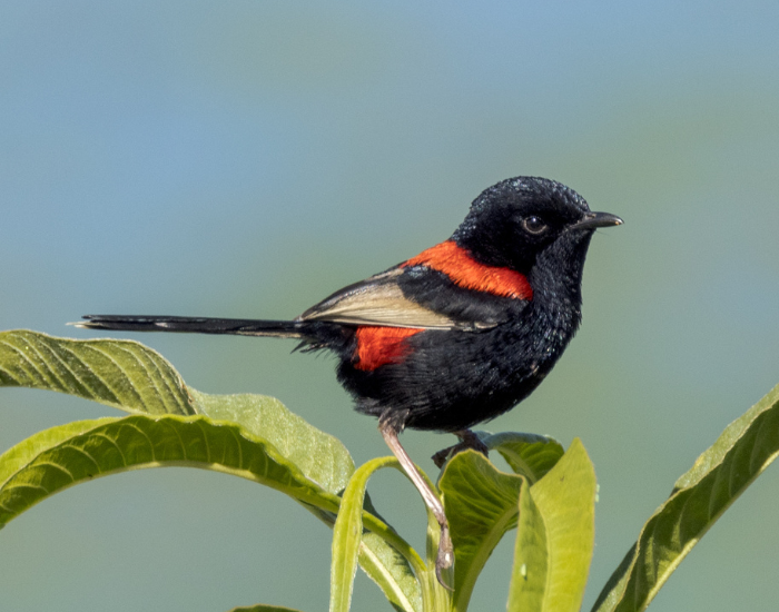 Male red-backed fairywren perched on a small branch.