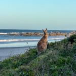 Kangaroo sitting on a grassy coastal dune overlooking the ocean and rocky beach at Red Cliff.