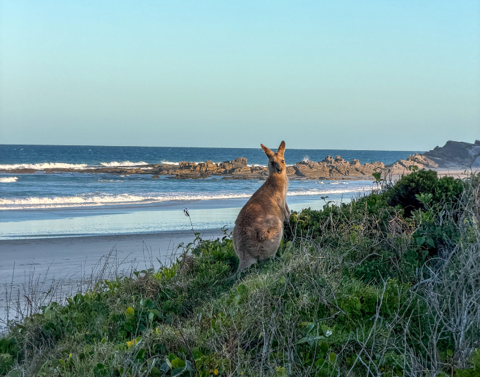 Kangaroo sitting on a grassy coastal dune overlooking the ocean and rocky beach at Red Cliff.