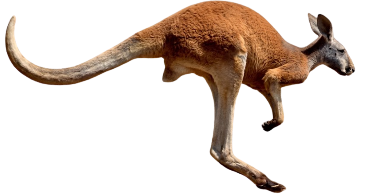 A red kangaroo at full speed, side view