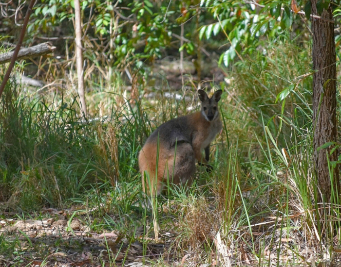 a Red-necked Wallaby in the bush in australia