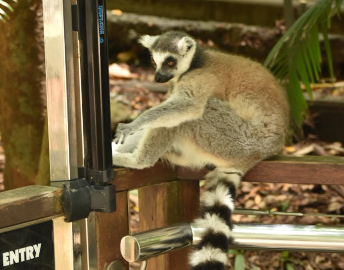 a Ring-tailed Lemur sititng over a fence