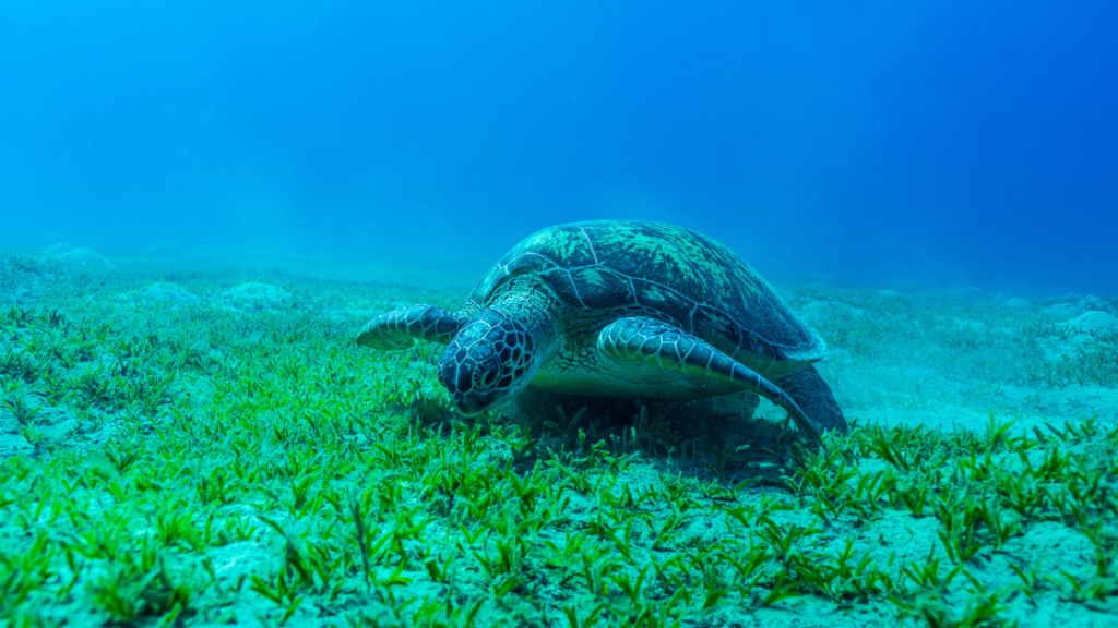 sea turtle eating sea grass
