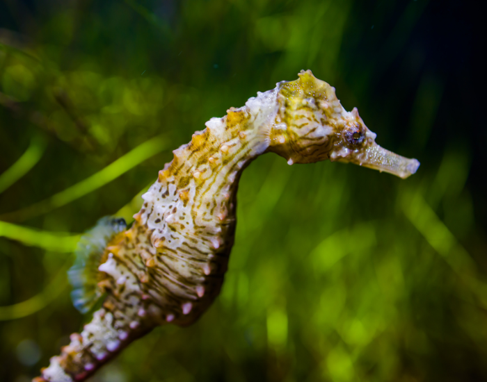 Seahorse with seagrass in the background