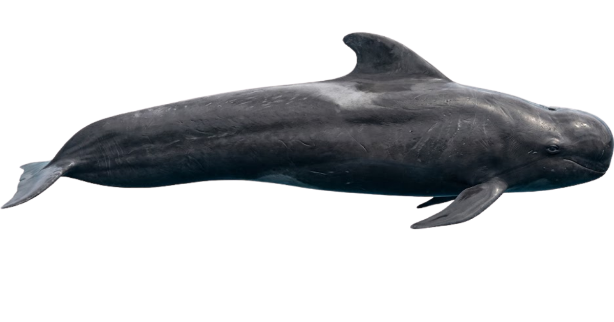 A short-finned pilot whale in side profile, bulbous head and low swept dorsal fin