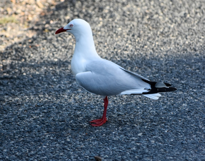 a silver gull standing on concrete
