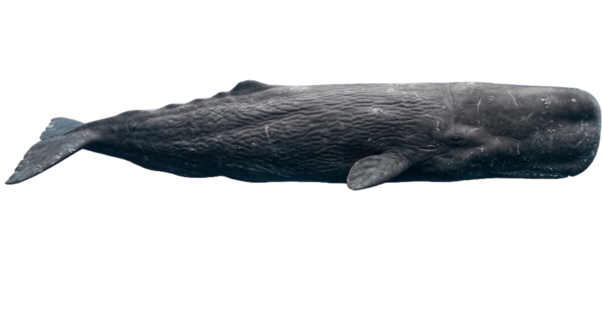 A sperm whale in side profile, enormous square head and wrinkled grey skin