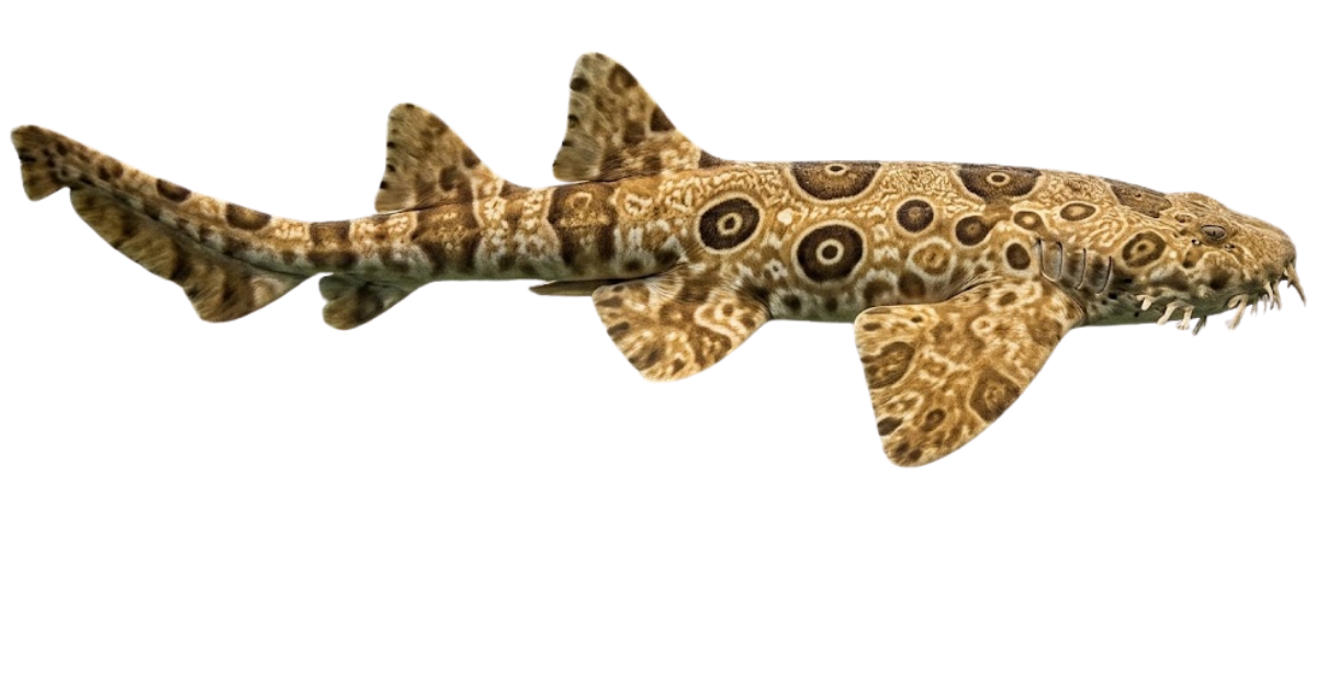 A spotted wobbegong in side profile, flattened patterned body