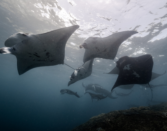 group of manta rays swimming black and white photo