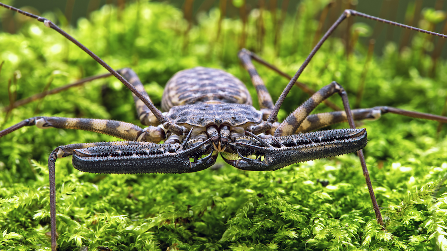 Close-up front view of a patterned tailless whip scorpion with large, spiky pedipalps and ultra-long whip legs resting on bright green moss.